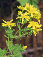 TSA HIPERICUM PERFORATUM 50 ML - Pharmaleader