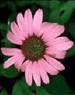 TSA ECHINACEA ANGUSTIFOLIA50 ML - Pharmaleader