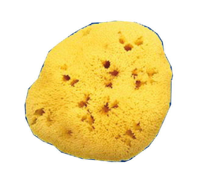 SPUGNA NATURALE FORI L 11/12CM 8 - Pharmaleader