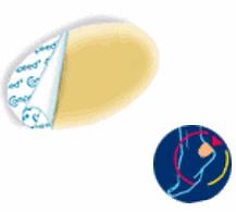 COMPEED VESCICHE CEROTTI FORMATO MEDIO 5 PEZZI - Pharmaleader