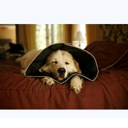 COMFY CONE COLLARE ELISABETTIANO INNOVATIVO M DIAMETRO 20 CM - Pharmaleader