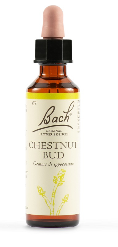 CHESTNUT BUD BACH ORIG 20 ML - Pharmaleader