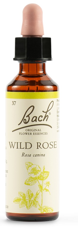 WILD ROSE BACH ORIG 20 ML - Pharmaleader